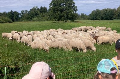 Wandertag Schafe